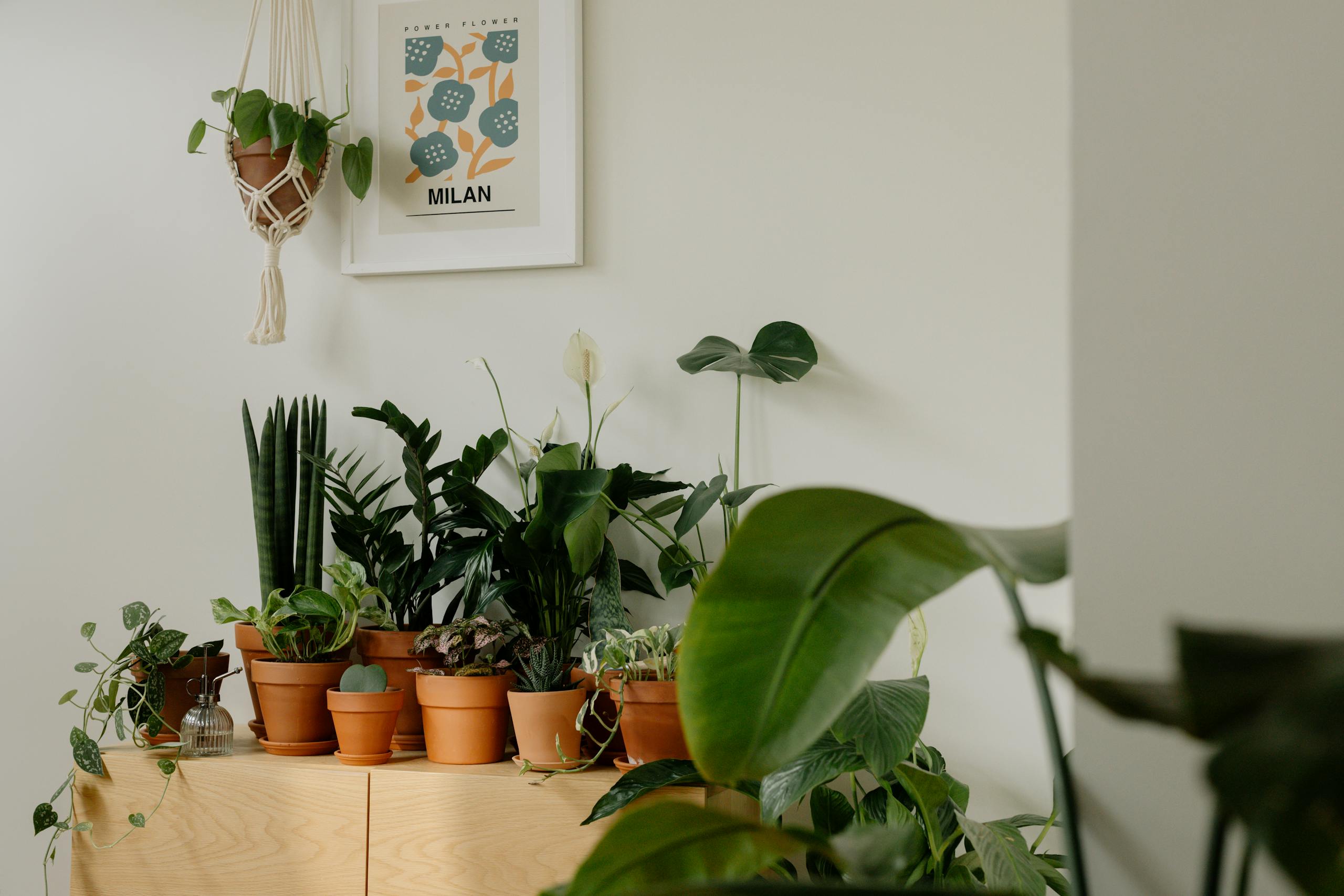 A modern indoor space with a variety of houseplants in terracotta pots against a minimalistic backdrop.